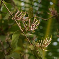 Dendrophthoe falcata (L.f.) Ettingsh.